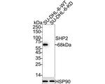 SHP2 Recombinant Rabbit Monoclonal Antibody (SN72-02)