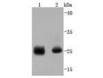 Phospho-HSP27 (Ser78) Antibody in Western Blot (WB)