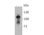 Phospho-TRIM28 (Ser824) Antibody in Western Blot (WB)