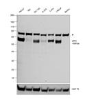 IRF5 Antibody in Western Blot (WB)