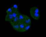 MEK3 Recombinant Rabbit Monoclonal Antibody (SD20-93)