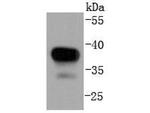 MEK3 Antibody in Western Blot (WB)