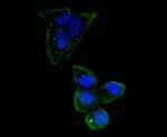 OCT4 Recombinant Rabbit Monoclonal Antibody (SD0750)