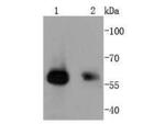 SMAD1 Antibody in Western Blot (WB)