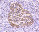 TRAF2 Antibody in Immunohistochemistry (Paraffin) (IHC (P))