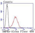 AMPK beta-1 Antibody in Flow Cytometry (Flow)