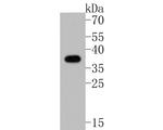 AMPK beta-1 Antibody in Western Blot (WB)