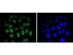 JunB Recombinant Rabbit Monoclonal Antibody (SD081-08)