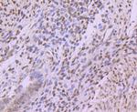 Histone H3 Antibody in Immunohistochemistry (Paraffin) (IHC (P))