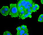 FASN Recombinant Rabbit Monoclonal Antibody (JJ0939)