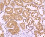 GPX1 Antibody in Immunohistochemistry (Paraffin) (IHC (P))