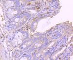GPX1 Antibody in Immunohistochemistry (Paraffin) (IHC (P))