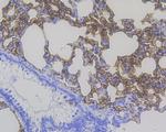 RAGE Antibody in Immunohistochemistry (Paraffin) (IHC (P))