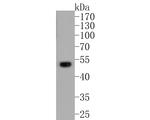 RAGE Antibody in Western Blot (WB)