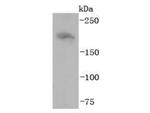 NF-H Antibody in Western Blot (WB)