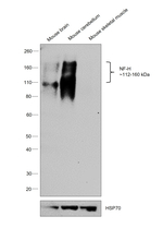 NF-H Antibody in Western Blot (WB)