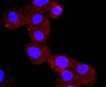 Chromogranin A Recombinant Rabbit Monoclonal Antibody (JM103-7)