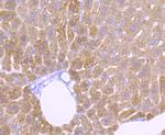 Catalase Antibody in Immunohistochemistry (Paraffin) (IHC (P))