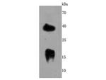 Ly-6A Antibody in Western Blot (WB)