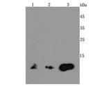MIF Recombinant Rabbit Monoclonal Antibody (JM11-64)