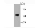GATA1 Antibody in Western Blot (WB)
