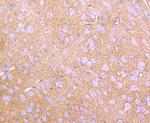 GLAST Recombinant Rabbit Monoclonal Antibody (JA30-35)