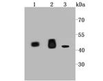 IDH2 Antibody in Western Blot (WB)