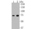 TAK1 Recombinant Rabbit Monoclonal Antibody (JM73-19)