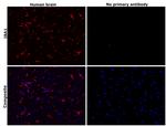 IBA1 Antibody in Immunohistochemistry (Paraffin) (IHC (P))