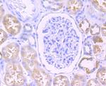 Citrate Synthase Antibody in Immunohistochemistry (Paraffin) (IHC (P))