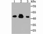 Citrate Synthase Antibody in Western Blot (WB)