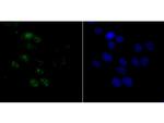 BAF53A Antibody in Immunocytochemistry (ICC/IF)