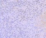 BAF53A Antibody in Immunohistochemistry (Paraffin) (IHC (P))