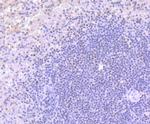 BAF53A Antibody in Immunohistochemistry (Paraffin) (IHC (P))