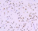 BAF53A Antibody in Immunohistochemistry (Paraffin) (IHC (P))