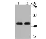 BAF53A Antibody in Western Blot (WB)