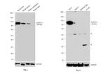 ALDH1L1 Antibody in Western Blot (WB)