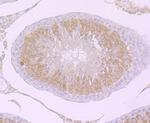 PIWIL1 Antibody in Immunohistochemistry (Paraffin) (IHC (P))