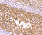 PIWIL1 Antibody in Immunohistochemistry (Paraffin) (IHC (P))