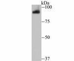 PIWIL1 Antibody in Western Blot (WB)