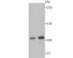 CRM1 Antibody in Western Blot (WB)