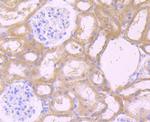 CXCR5 Antibody in Immunohistochemistry (Paraffin) (IHC (P))