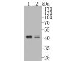 CXCR5 Antibody in Western Blot (WB)