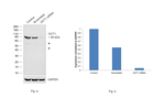 OCT1 (POU2F1) Antibody in Western Blot (WB)