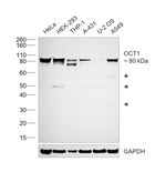 OCT1 (POU2F1) Antibody in Western Blot (WB)