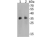 BOB-1 Antibody in Western Blot (WB)