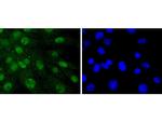 SHP2 Antibody in Immunocytochemistry (ICC/IF)