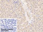 GPT Antibody in Immunohistochemistry (Paraffin) (IHC (P))