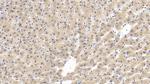 GPT Antibody in Immunohistochemistry (Paraffin) (IHC (P))