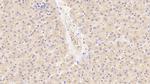 GPT Antibody in Immunohistochemistry (Paraffin) (IHC (P))